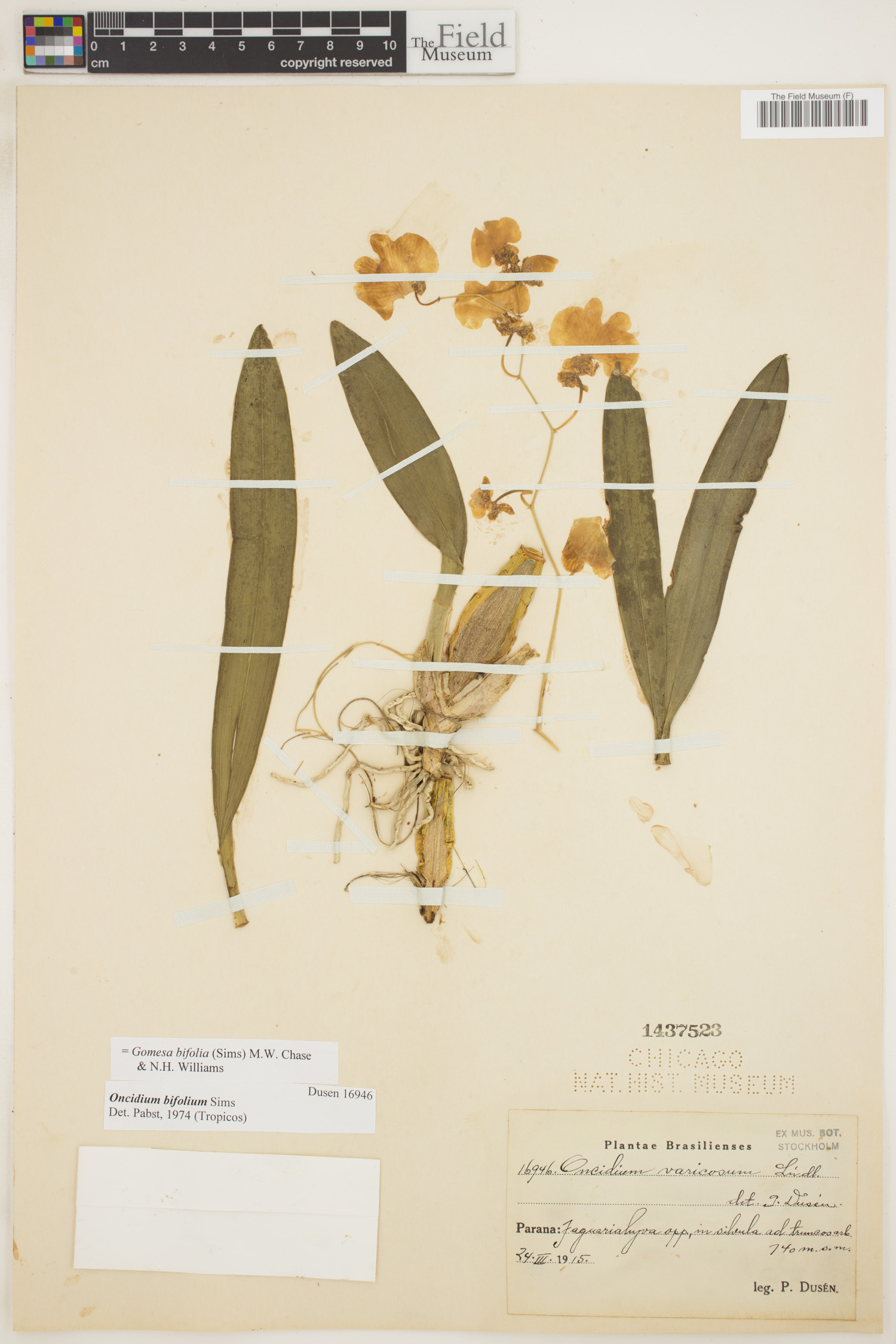 Gomesa bifolia image