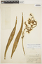 Mormodes chrysantha image