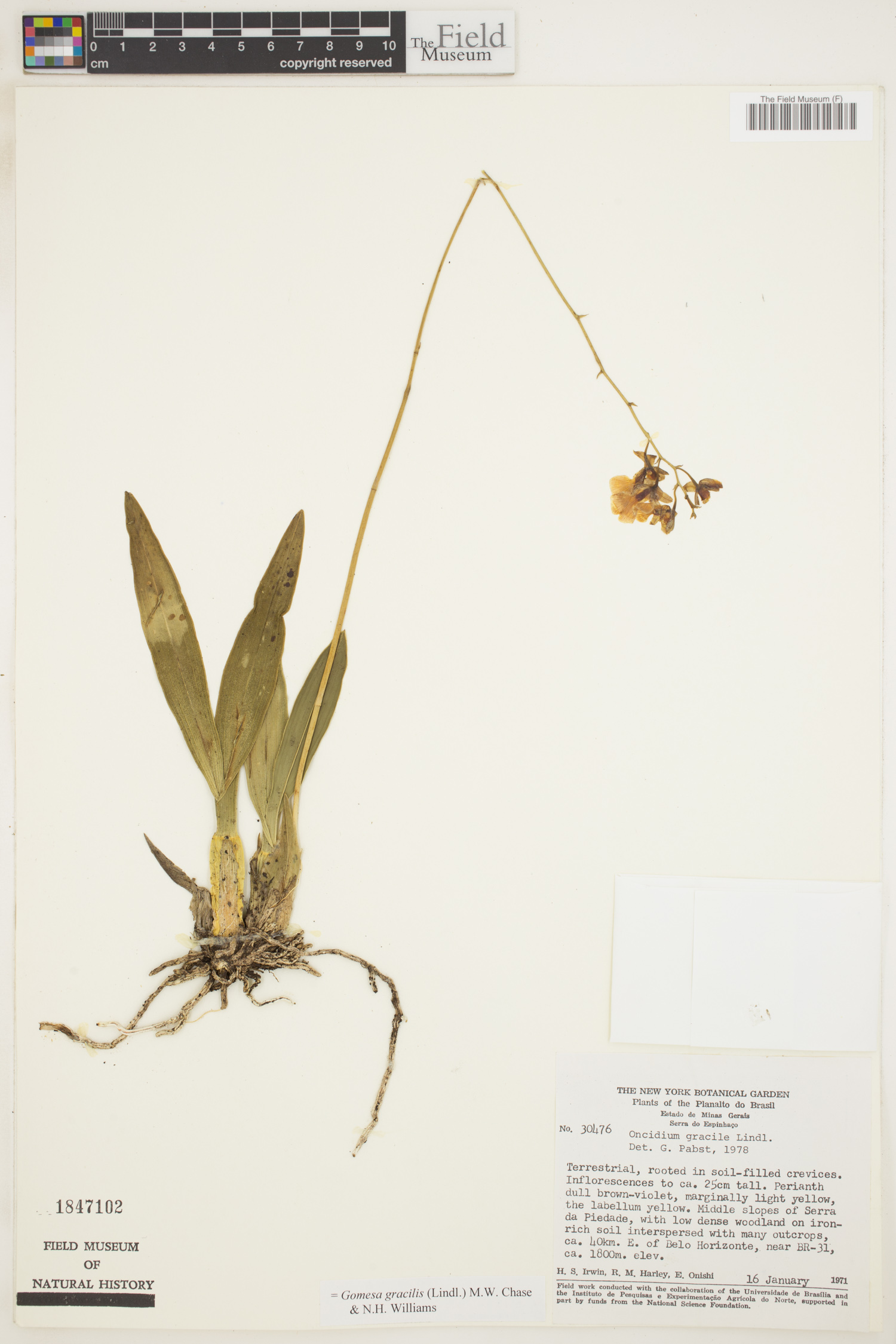 Gomesa gracilis