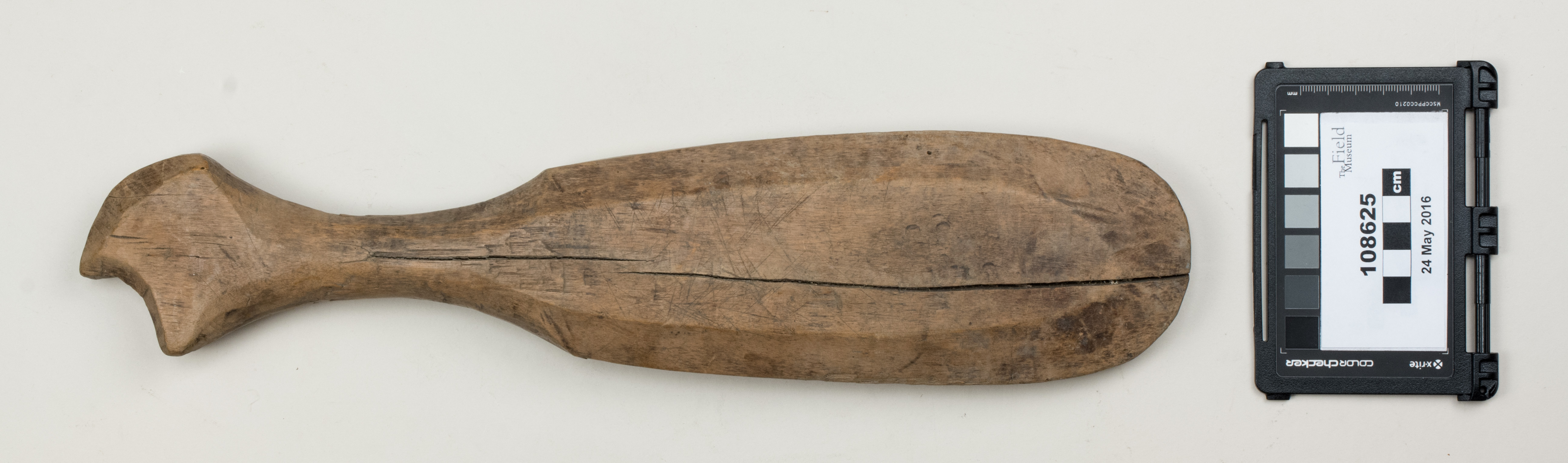 Top view (c) Field Museum of Natural History - CC BY-NC 4.0