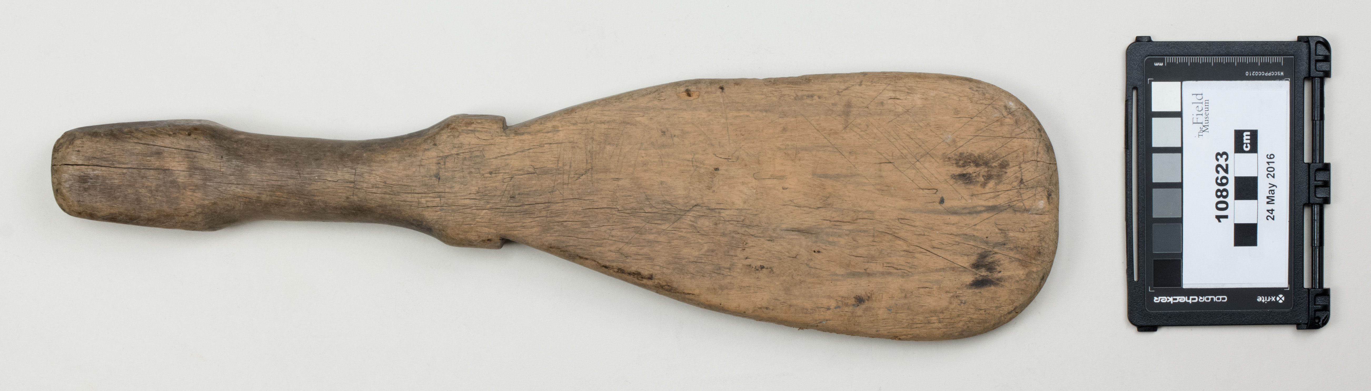 Top view (c) Field Museum of Natural History - CC BY-NC 4.0