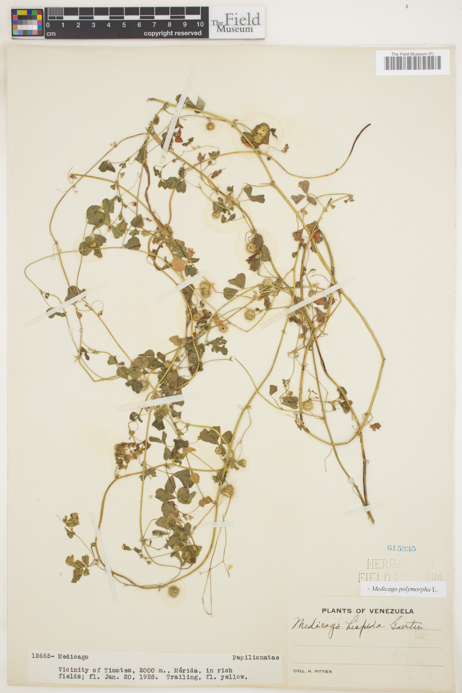 Medicago image