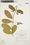Prestonia rotundifolia image