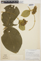 Prestonia surinamensis image