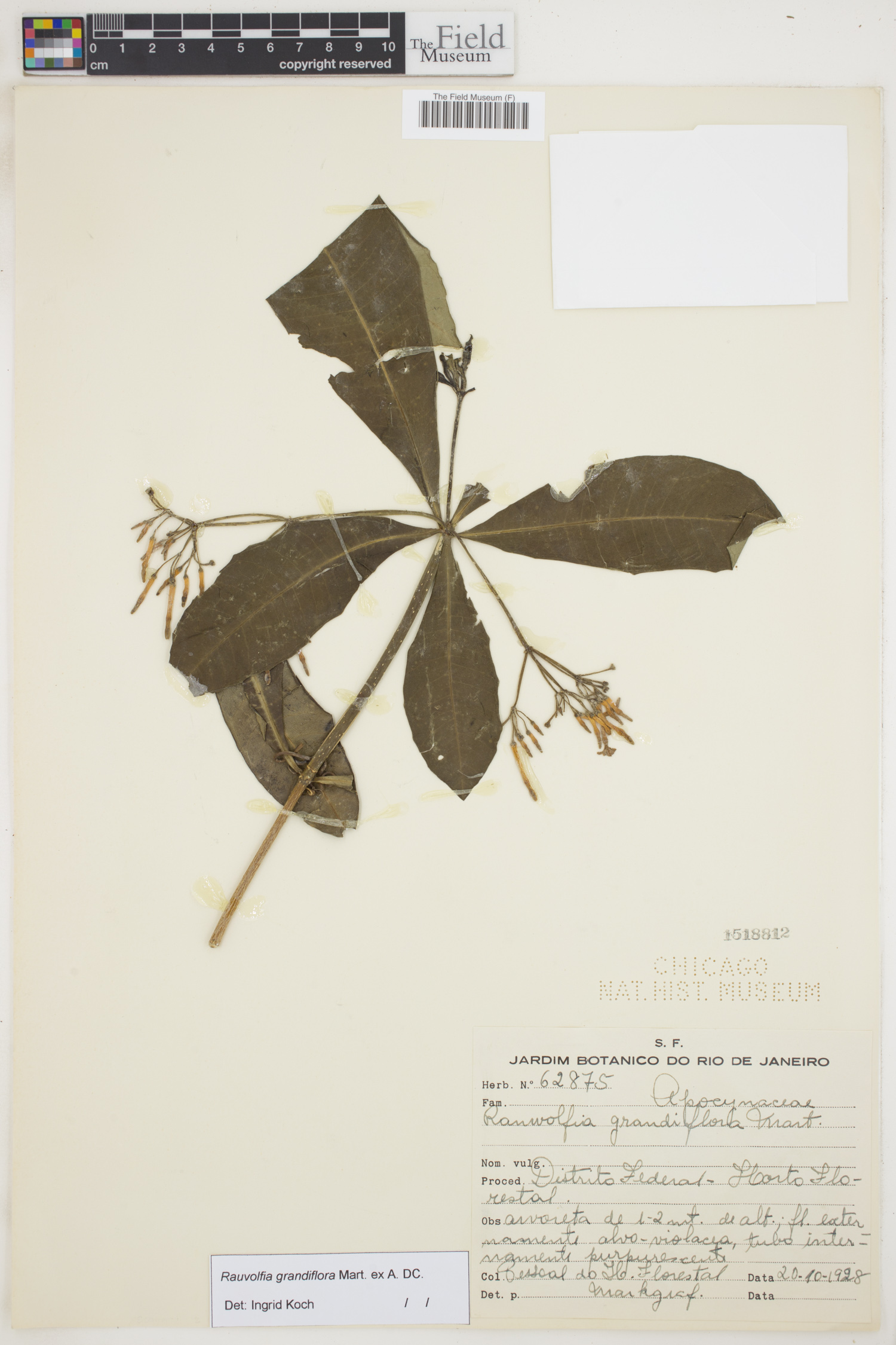 Rauvolfia grandiflora image