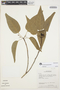 Rauvolfia polyphylla image