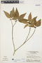 Rauvolfia polyphylla image