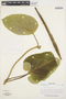 Prestonia mollis image