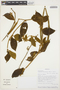 Prestonia parviflora image
