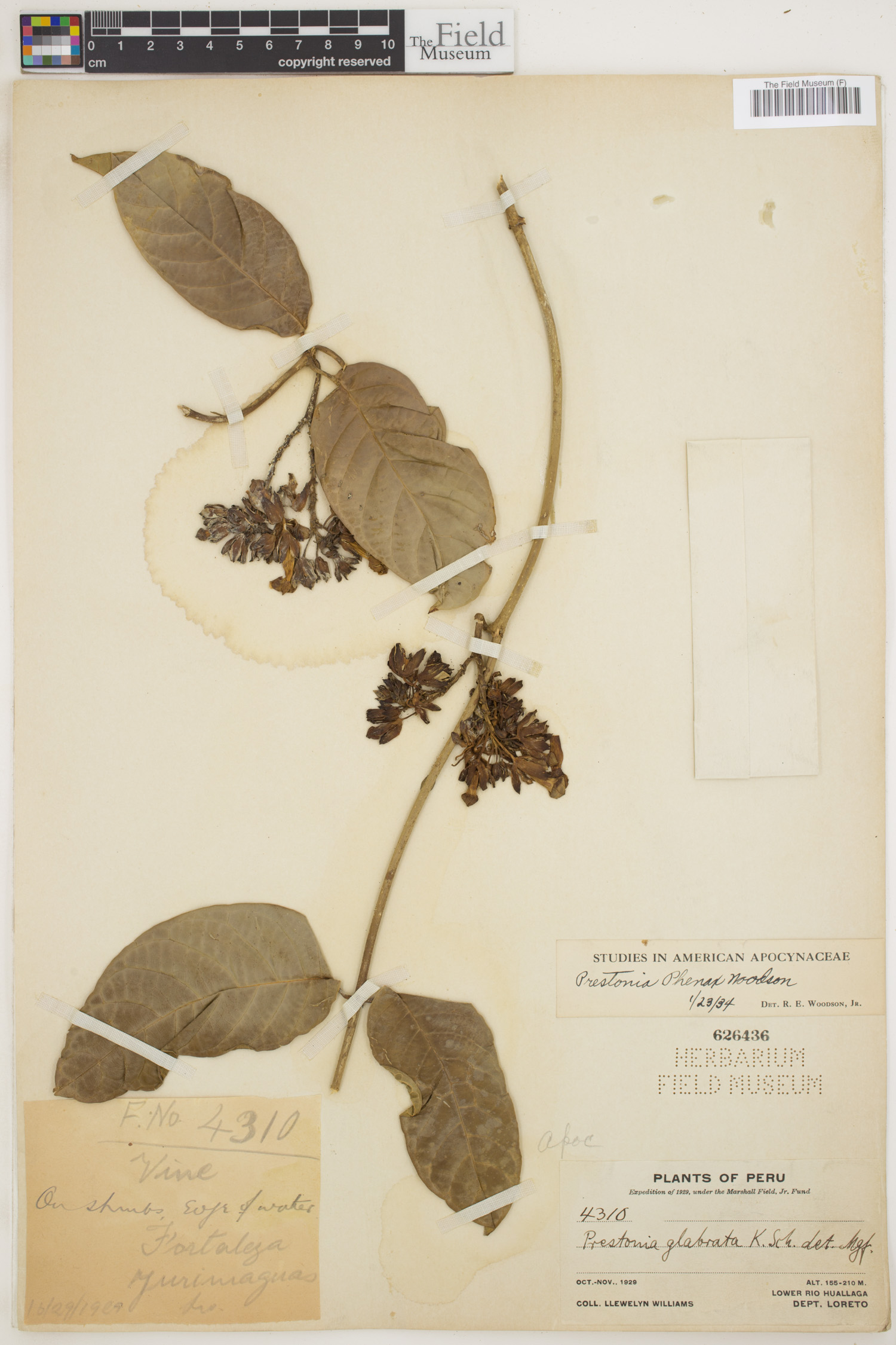 Prestonia phenax image