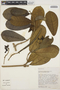 Prestonia plumierifolia image