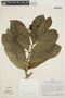 Prestonia plumierifolia image