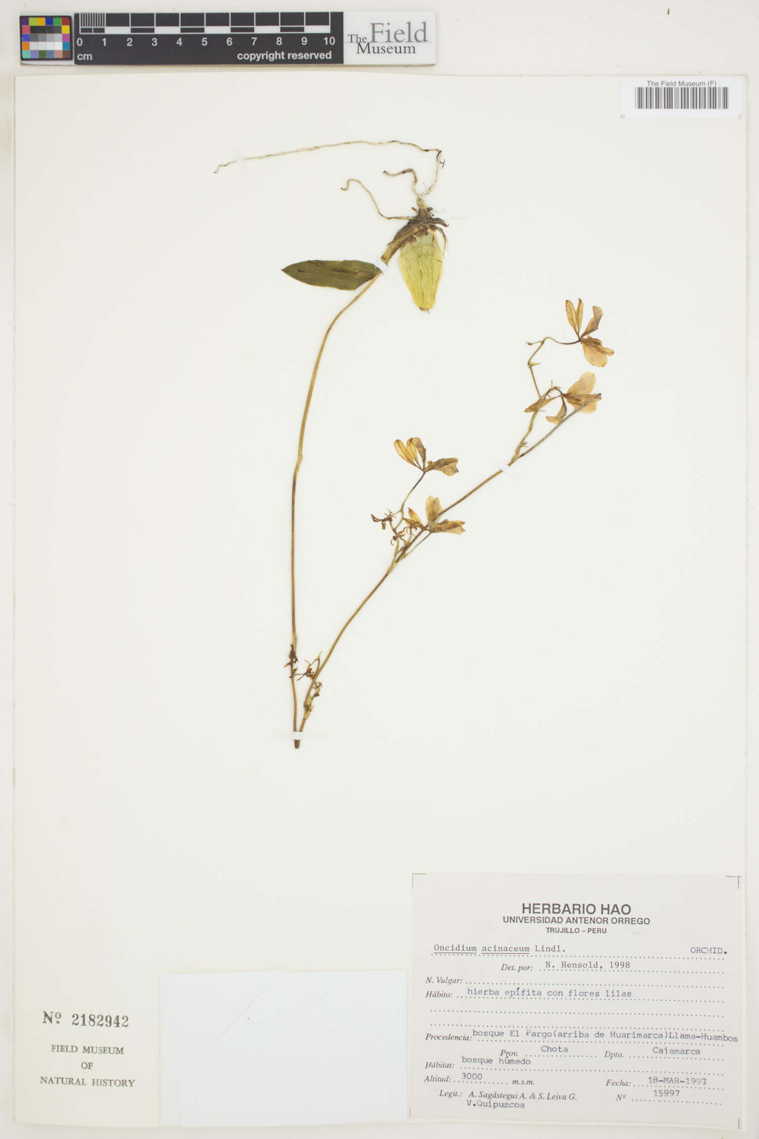 Oncidium acinaceum image