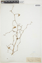 Oncidium heteranthum image
