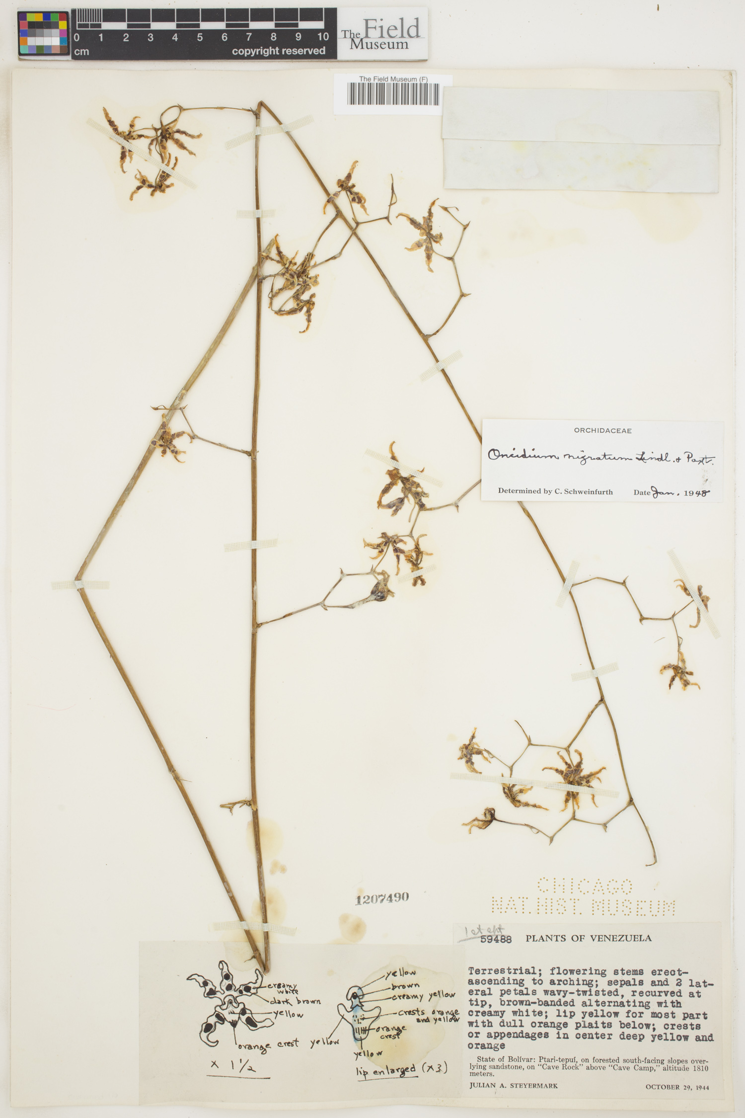 Oncidium nigratum image