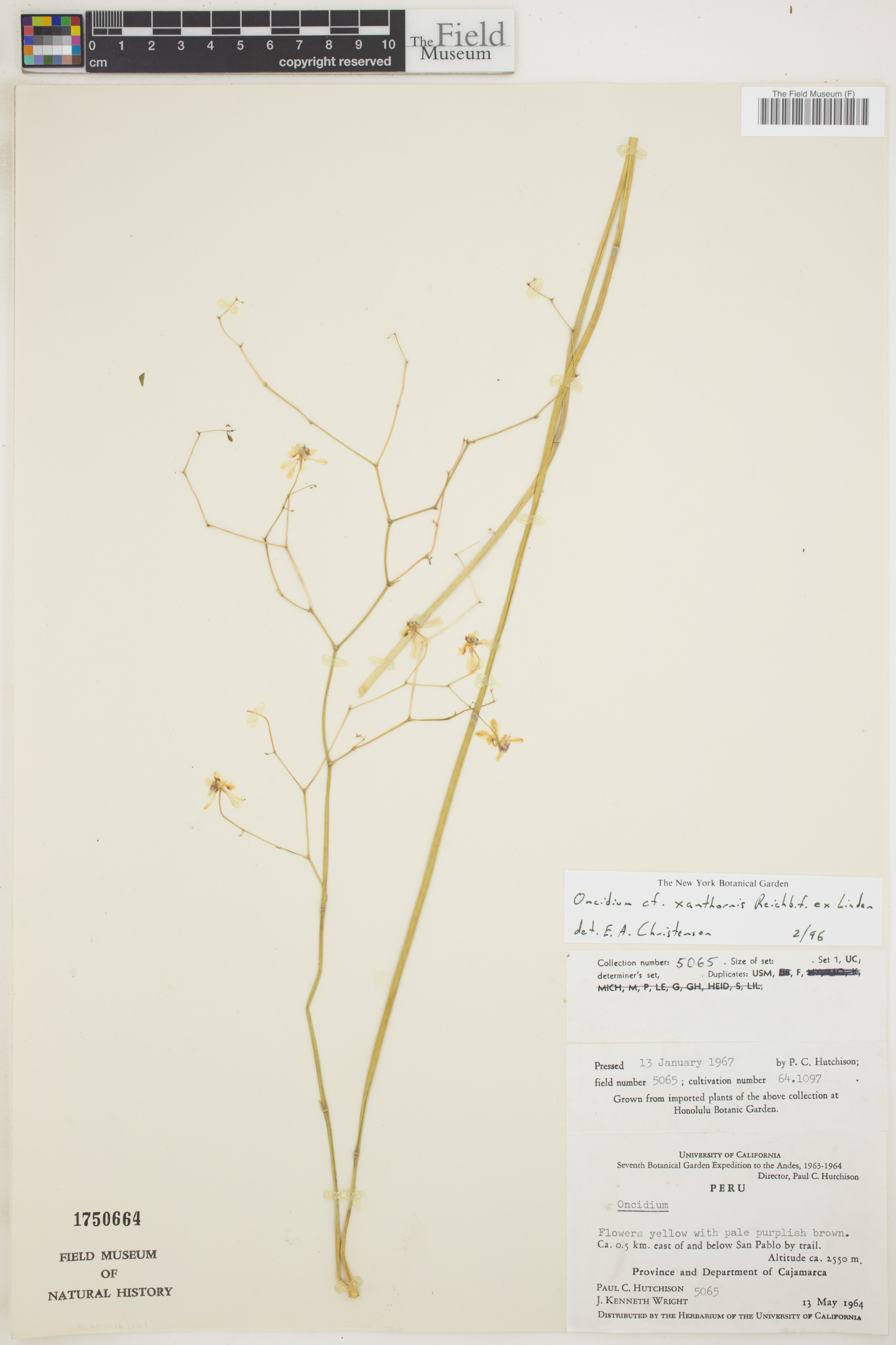 Oncidium xanthornis image