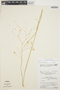 Oncidium xanthornis image