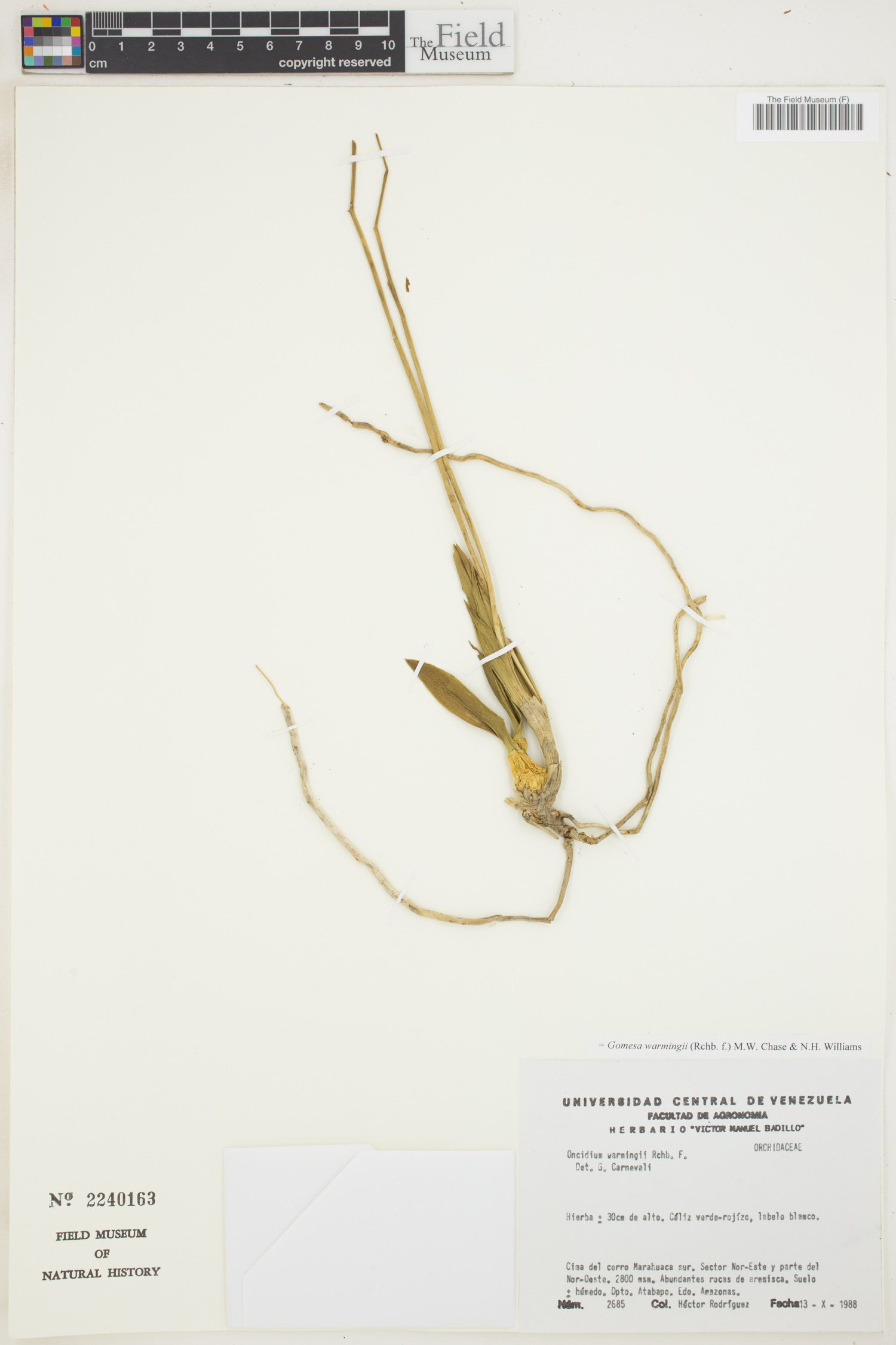 Gomesa warmingii image