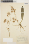 Grandiphyllum divaricatum image