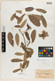 Thevetia bicornuta image