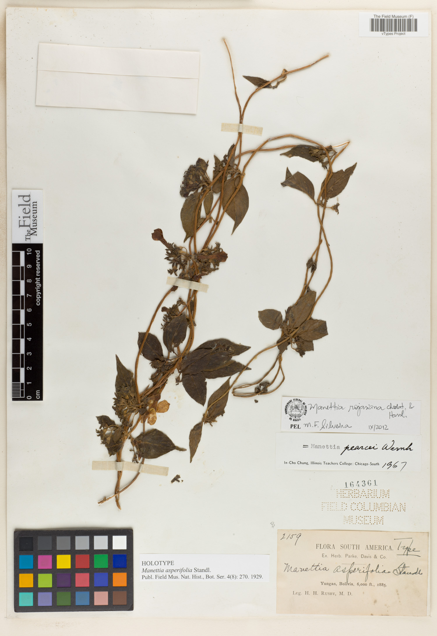 Manettia asperifolia image