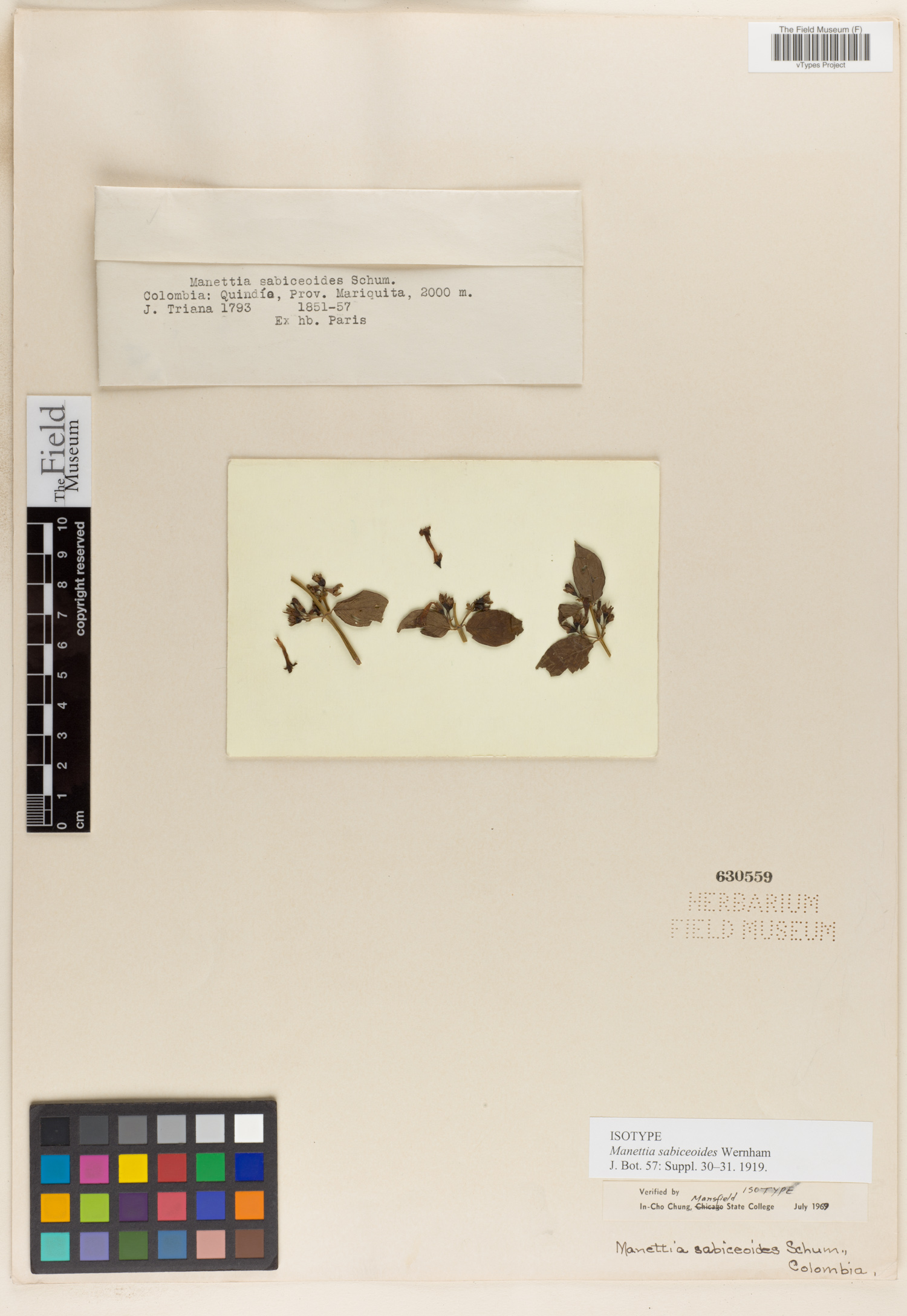 Manettia sabiceoides image