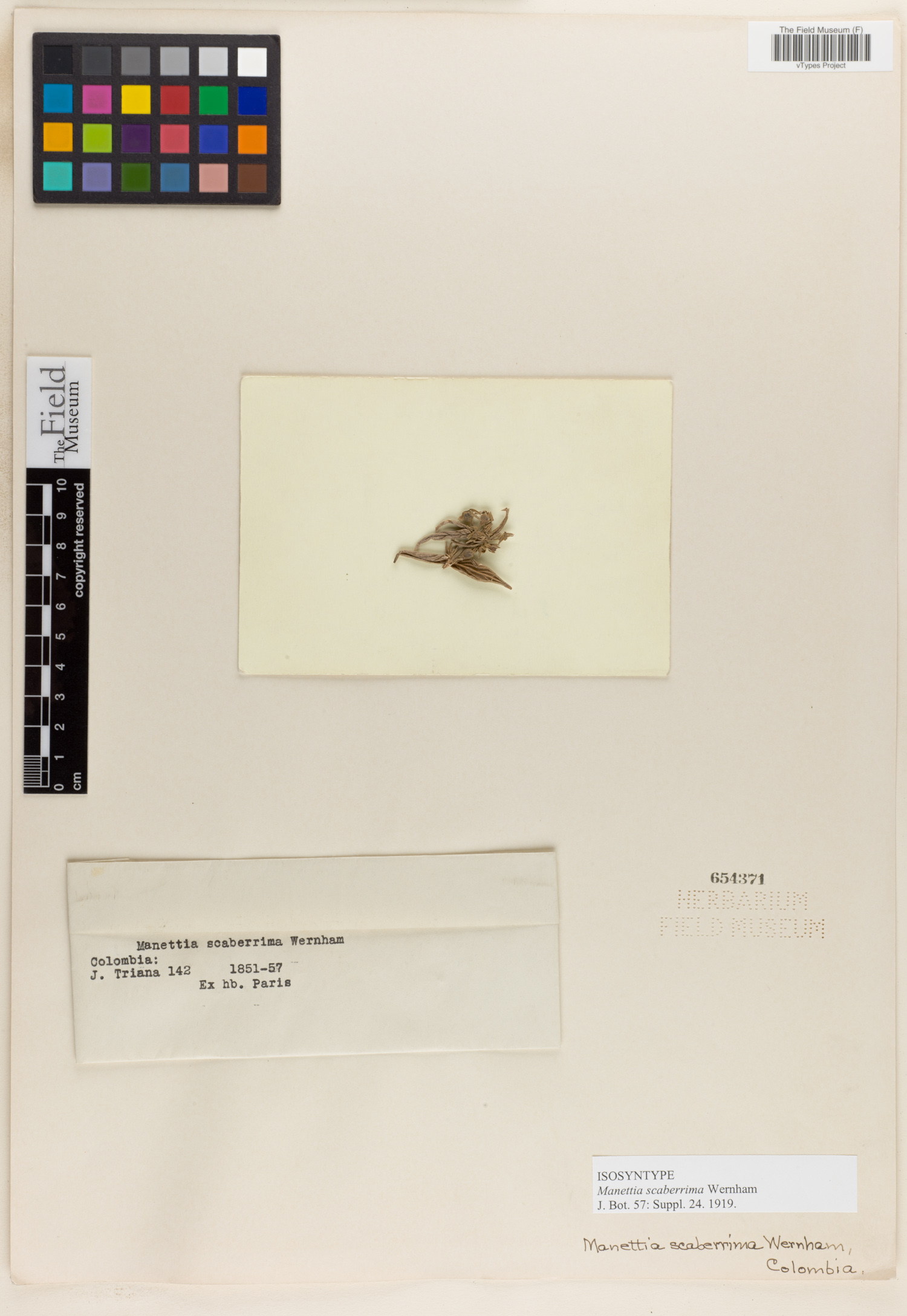 Manettia calycosa image