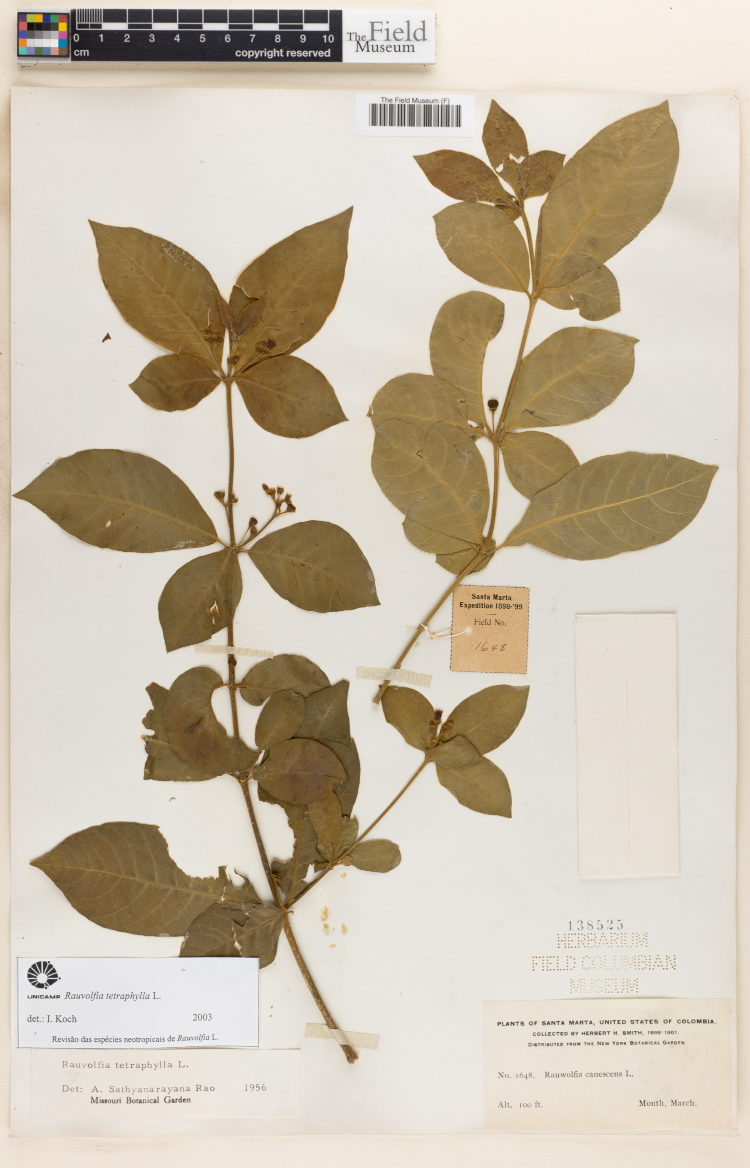 Rauvolfia tetraphylla image