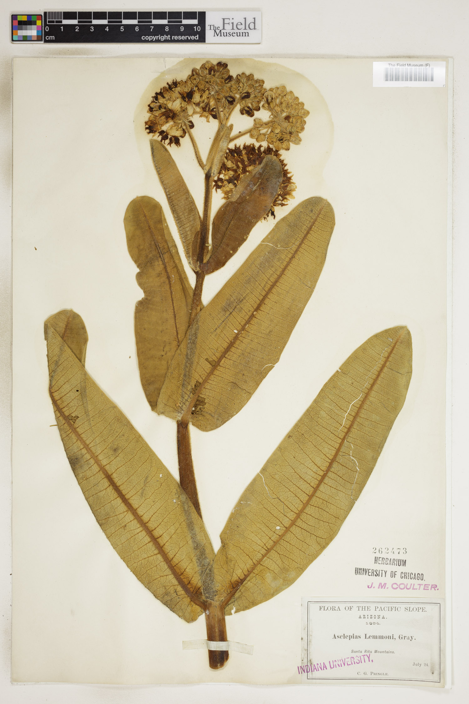 Asclepias linifolia image