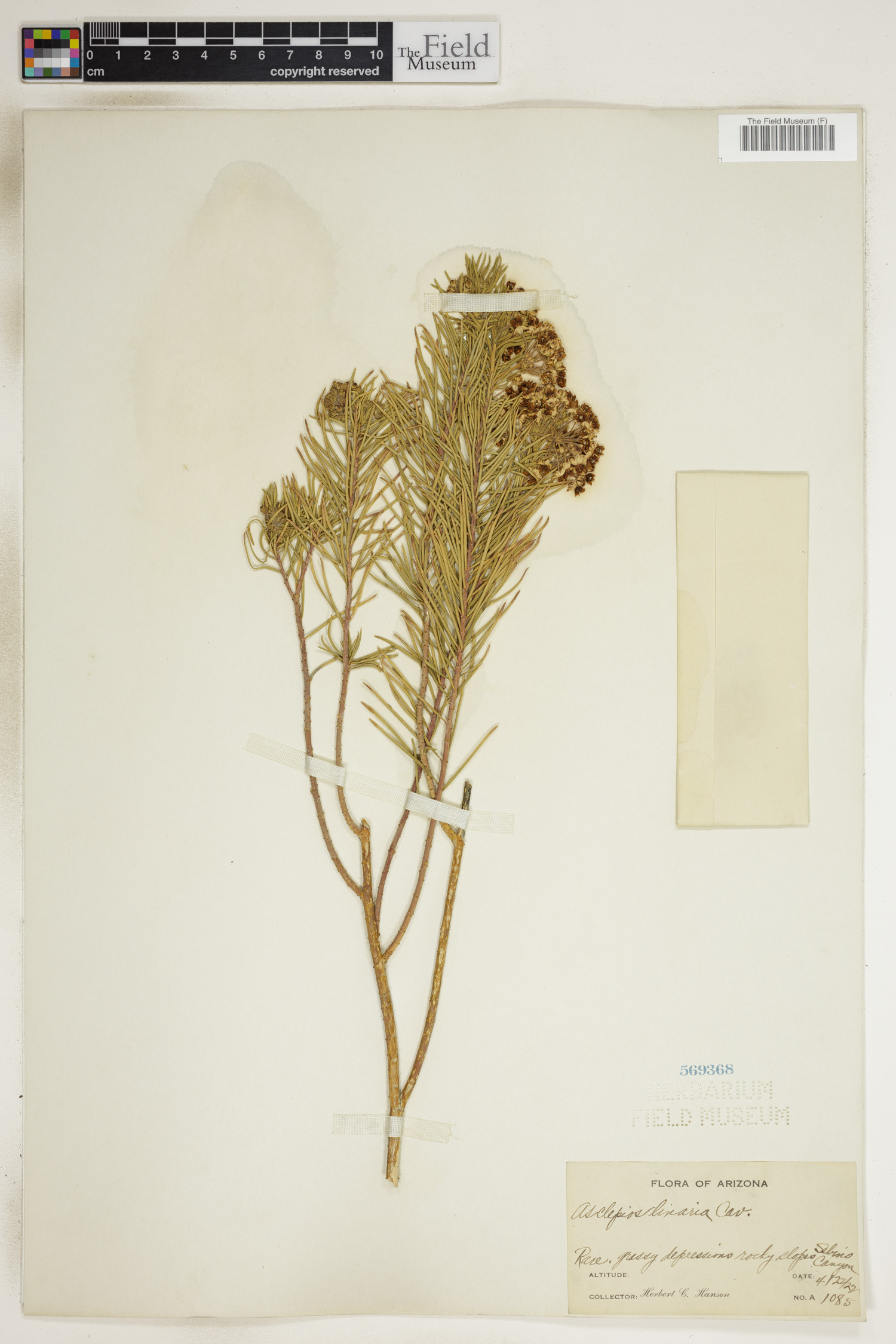 Asclepias linifolia image