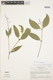 Psychotria decora image