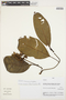 Psychotria tinctoria image