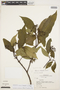 Psychotria levis image