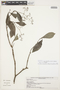 Psychotria subspathulata image