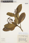 Psychotria schlechtendaliana image