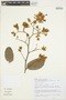 Luehea grandiflora image