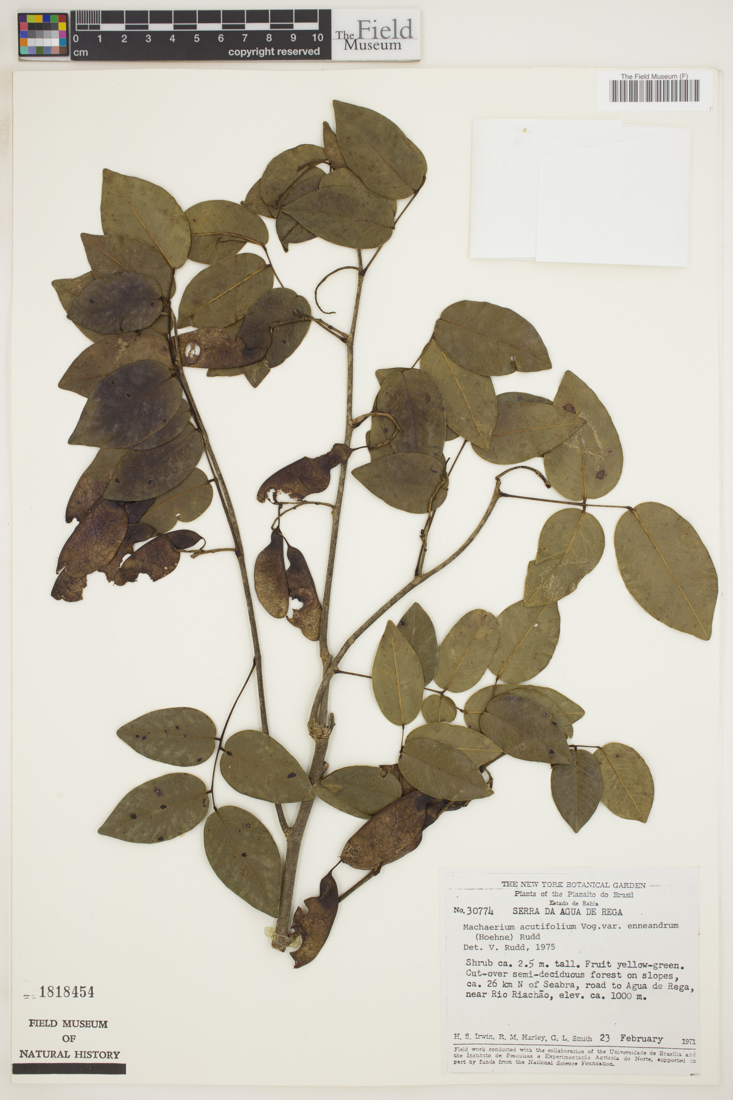 Machaerium acutifolium var. enneandrum image