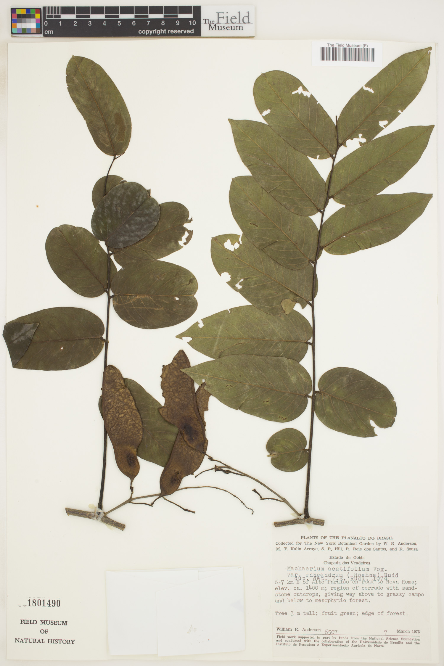 Machaerium acutifolium var. enneandrum image