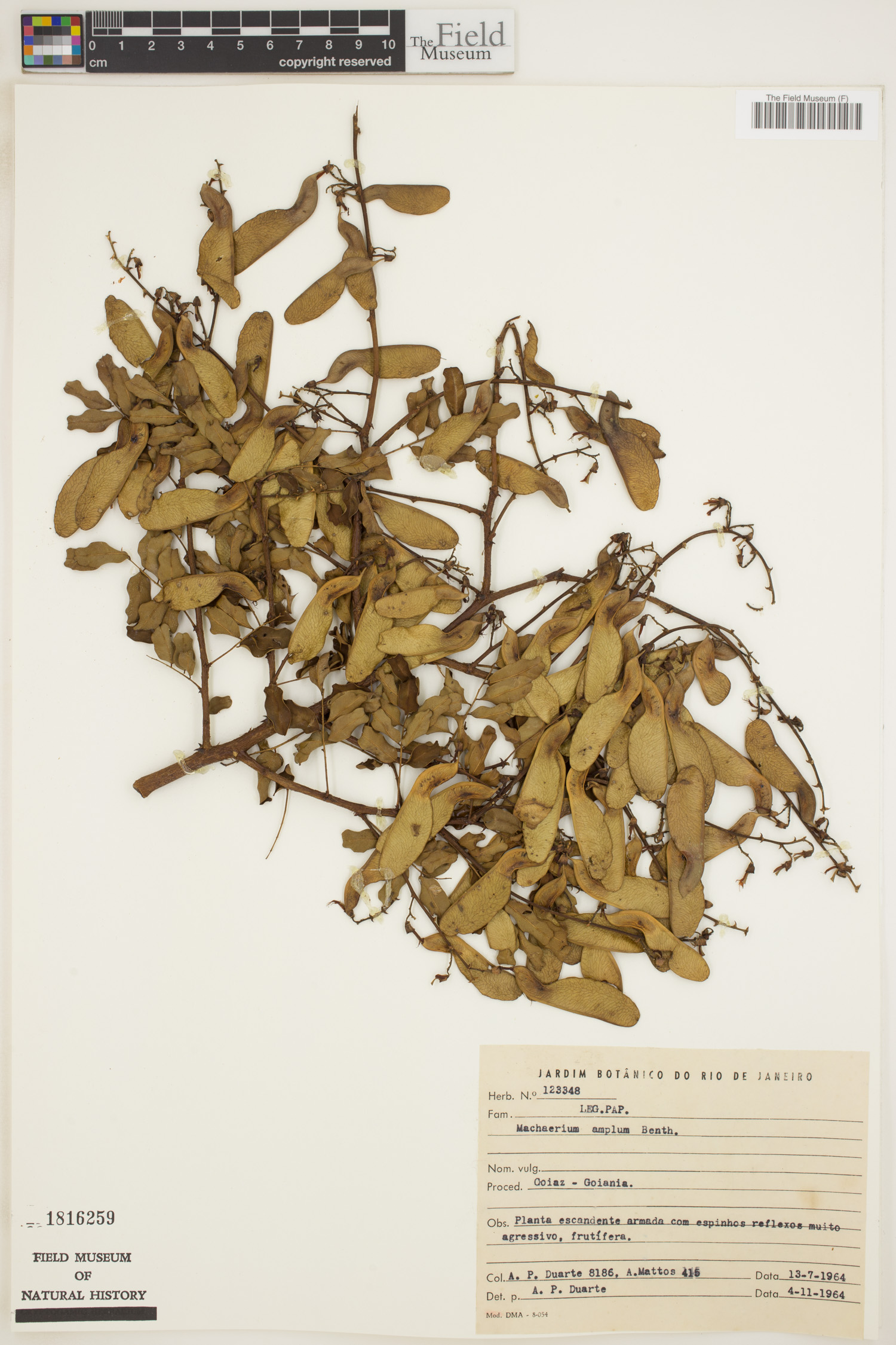 Machaerium amplum image