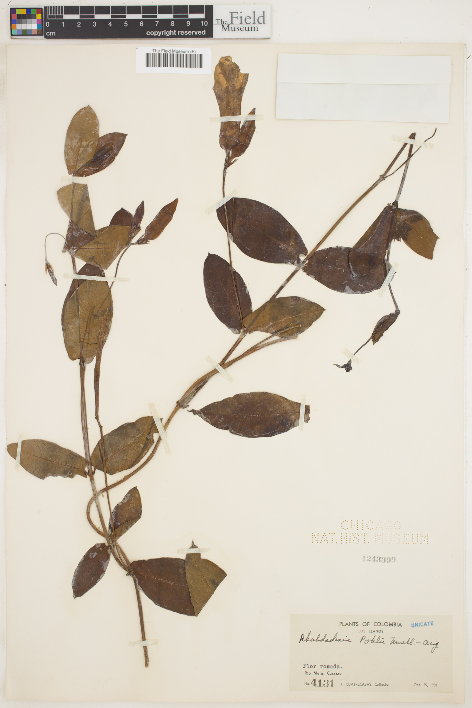 Rhabdadenia pohlii image