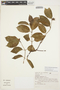 Secondatia densiflora image