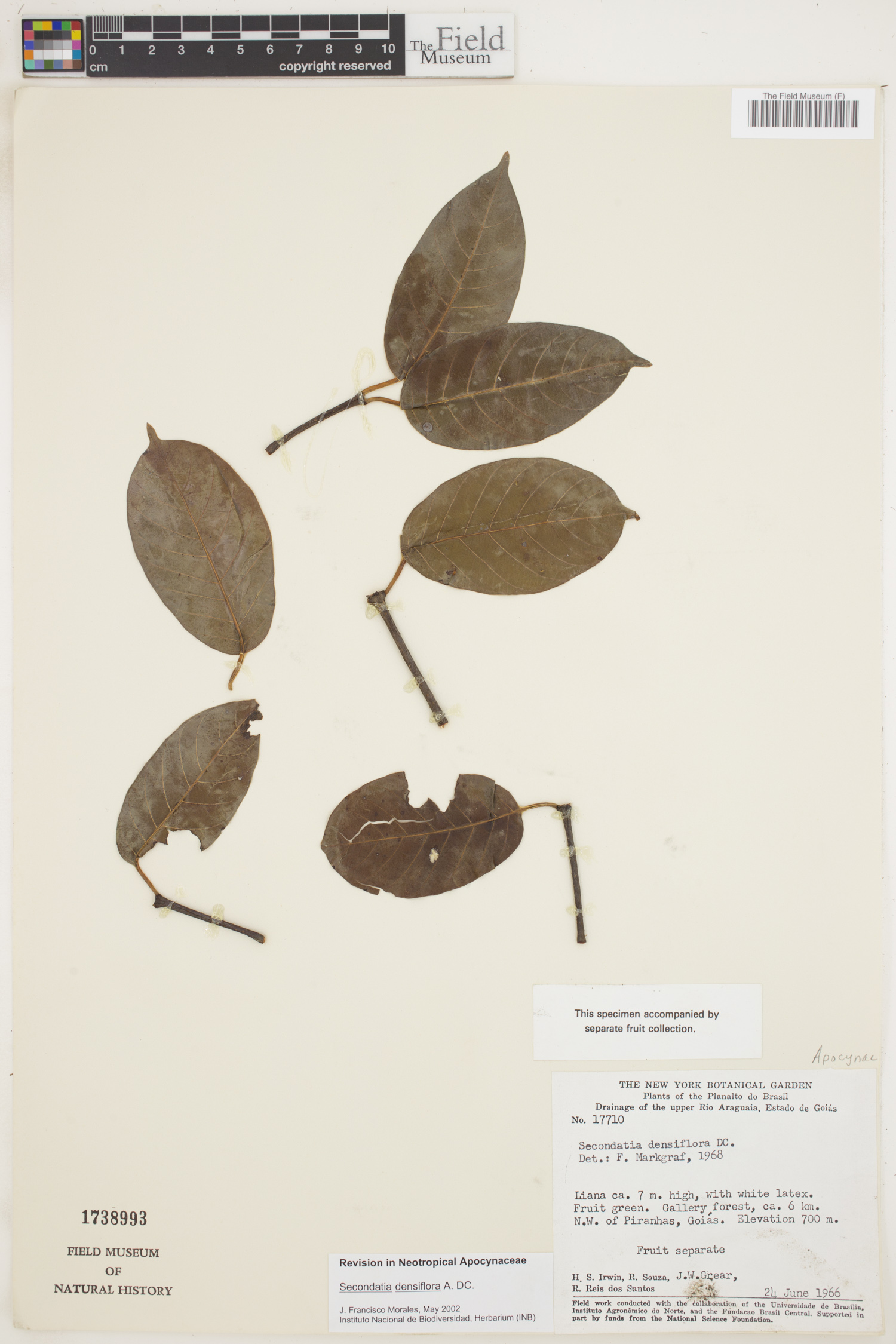 Secondatia densiflora image