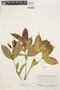 Tabernaemontana albiflora image