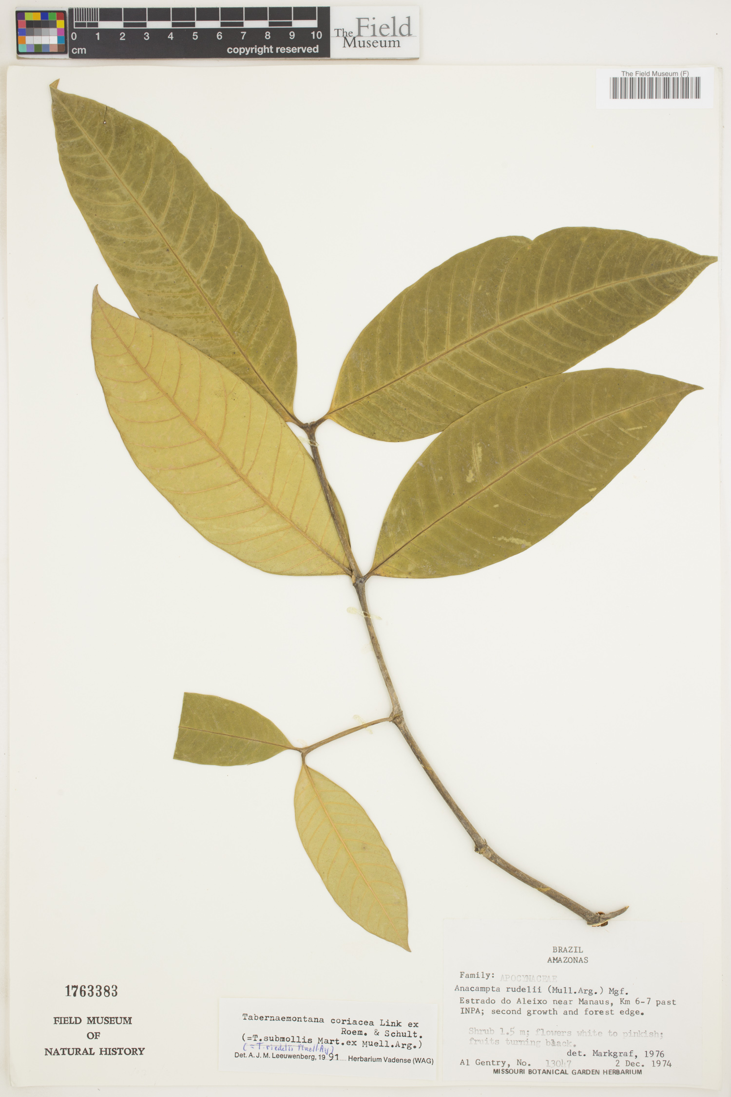 Tabernaemontana coriacea image