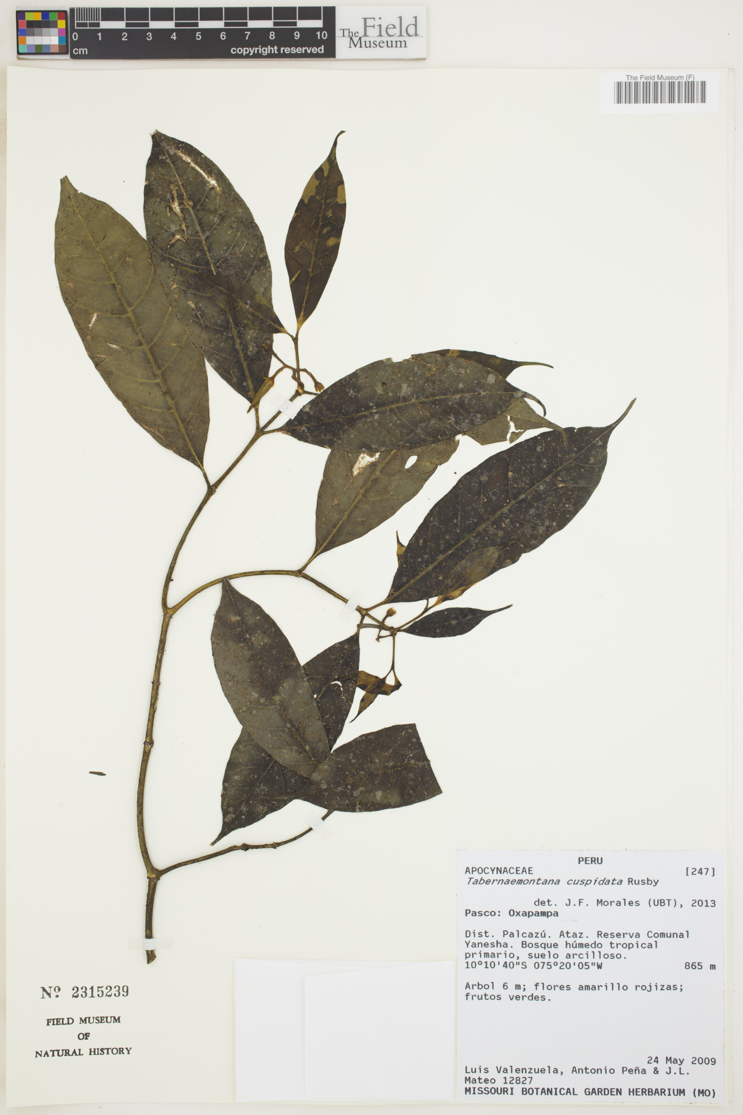 Tabernaemontana cuspidata