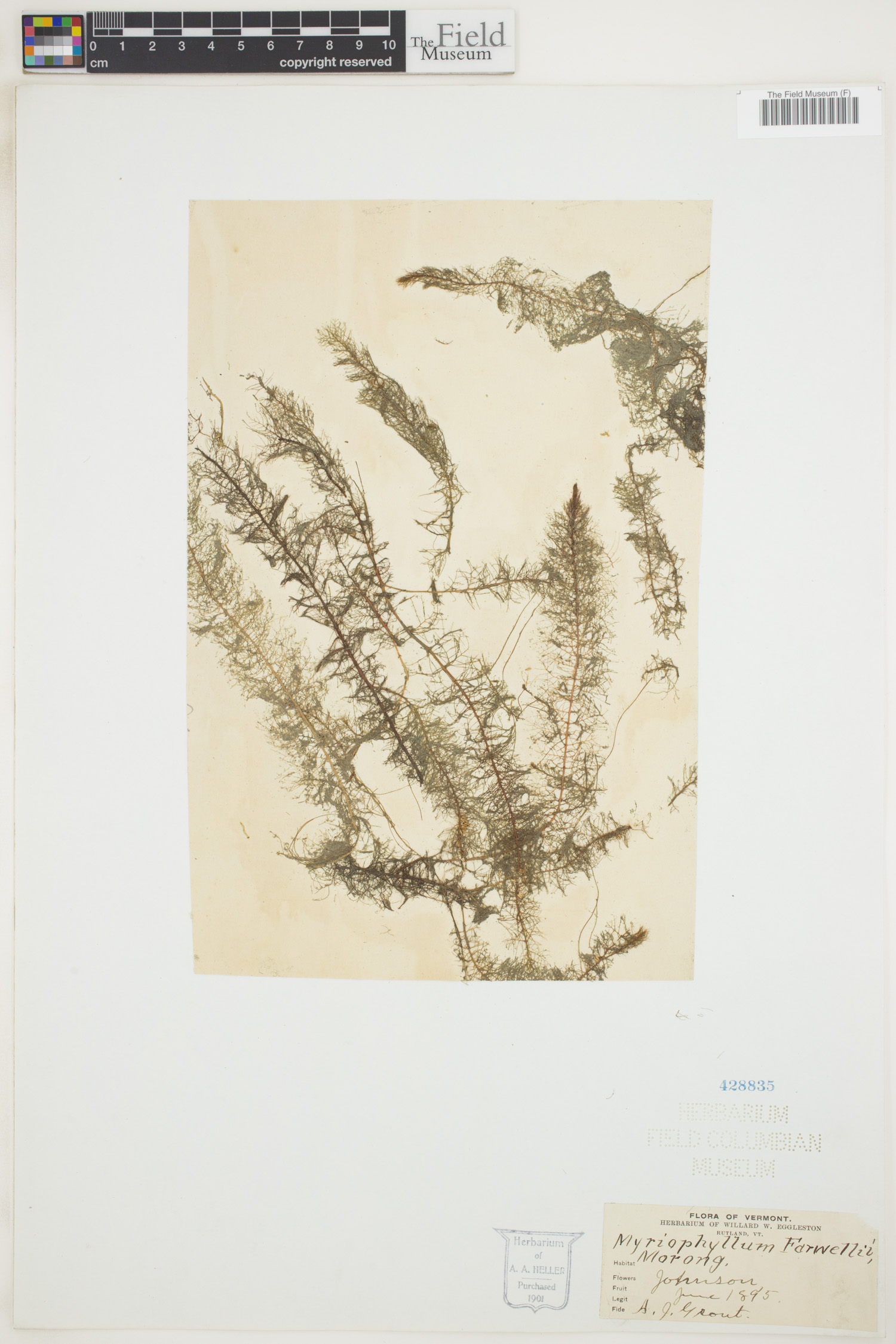 Myriophyllum farwellii image