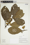 Sloanea rufa image