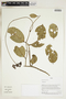 Marcgravia parviflora image