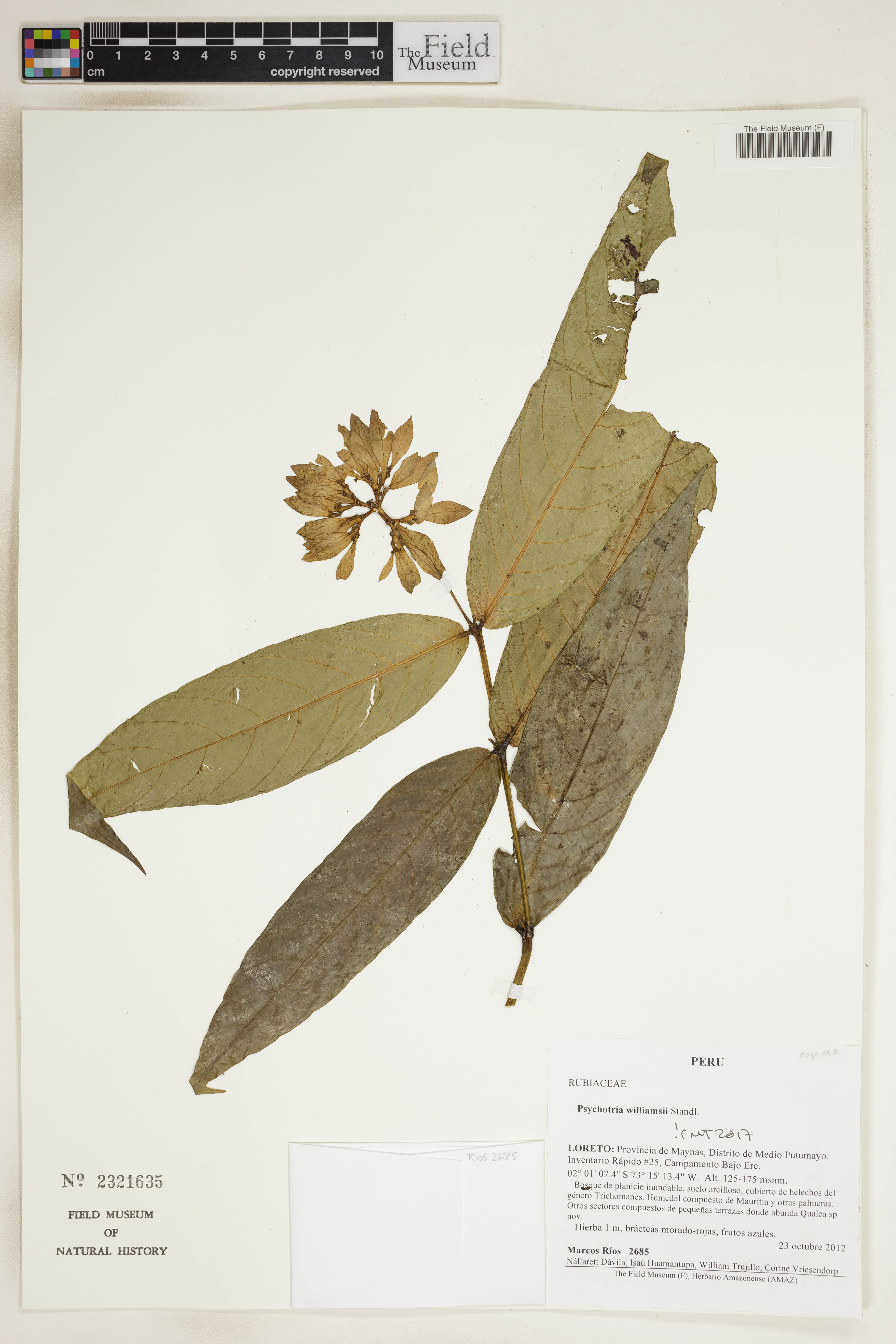 Psychotria williamsii image