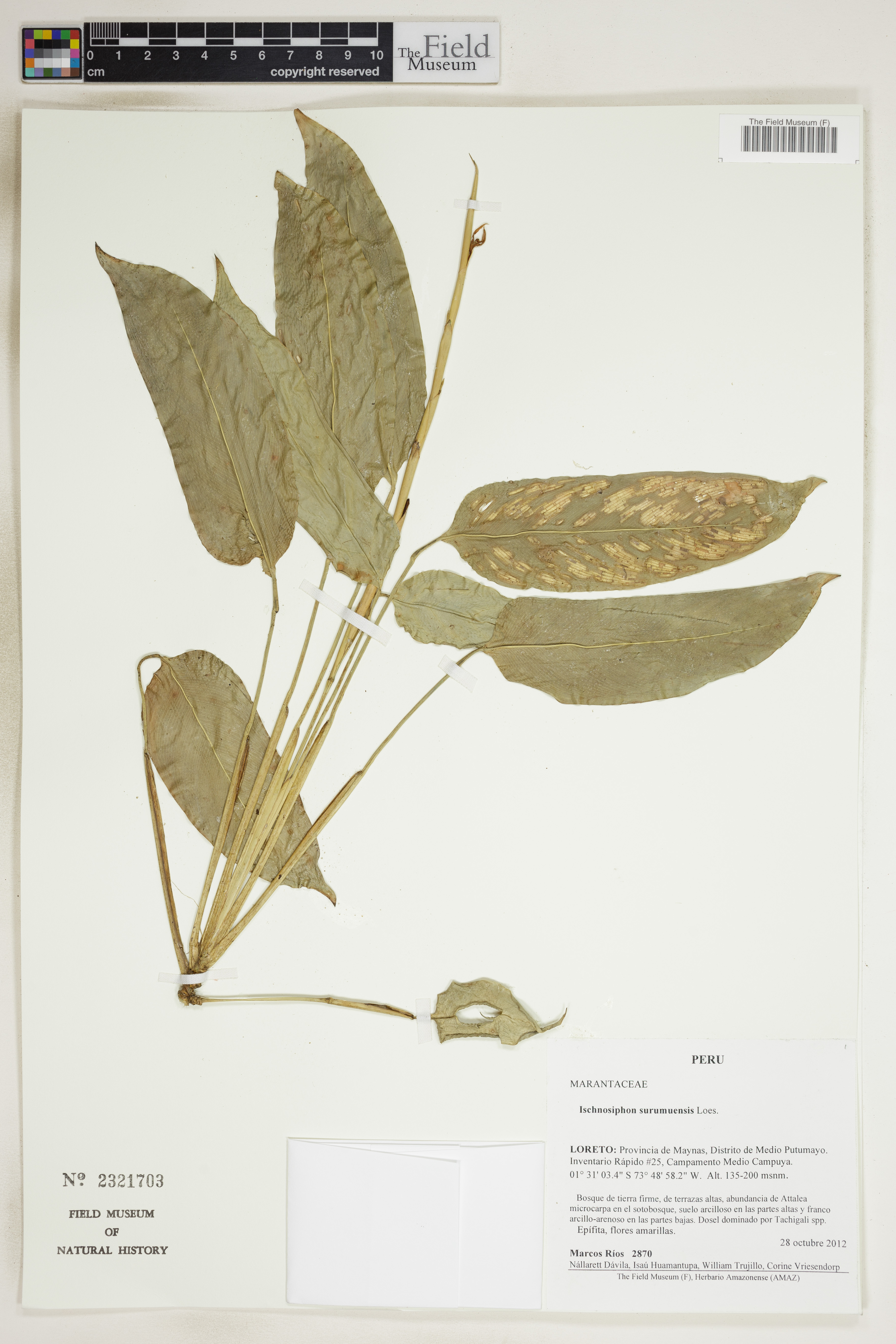 Ischnosiphon surumuensis image